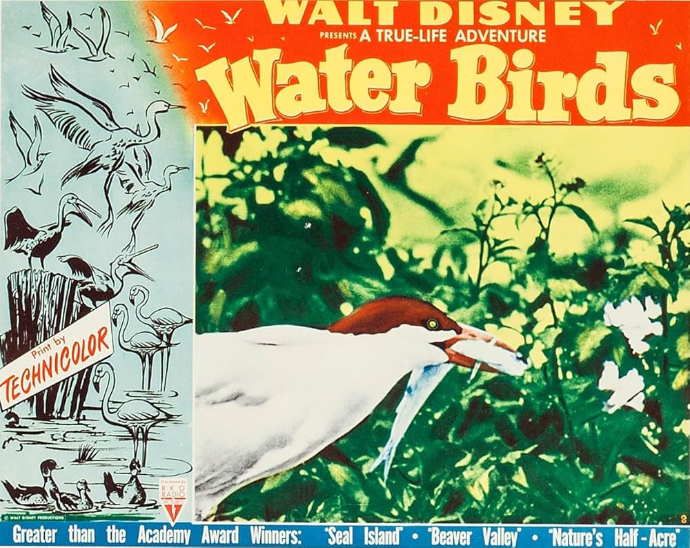 水鳥の生態の画像