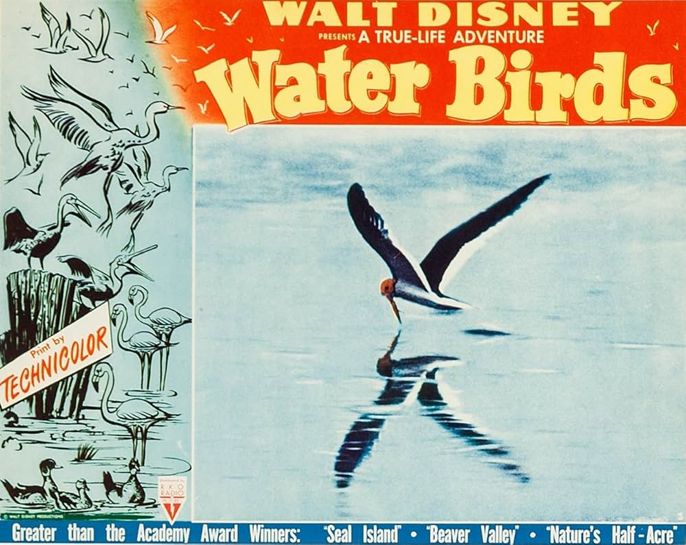 水鳥の生態の画像