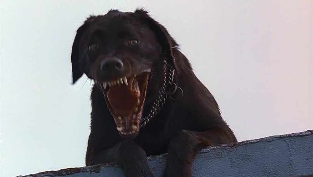 スティーヴン・キング／ナイトフライヤーの画像