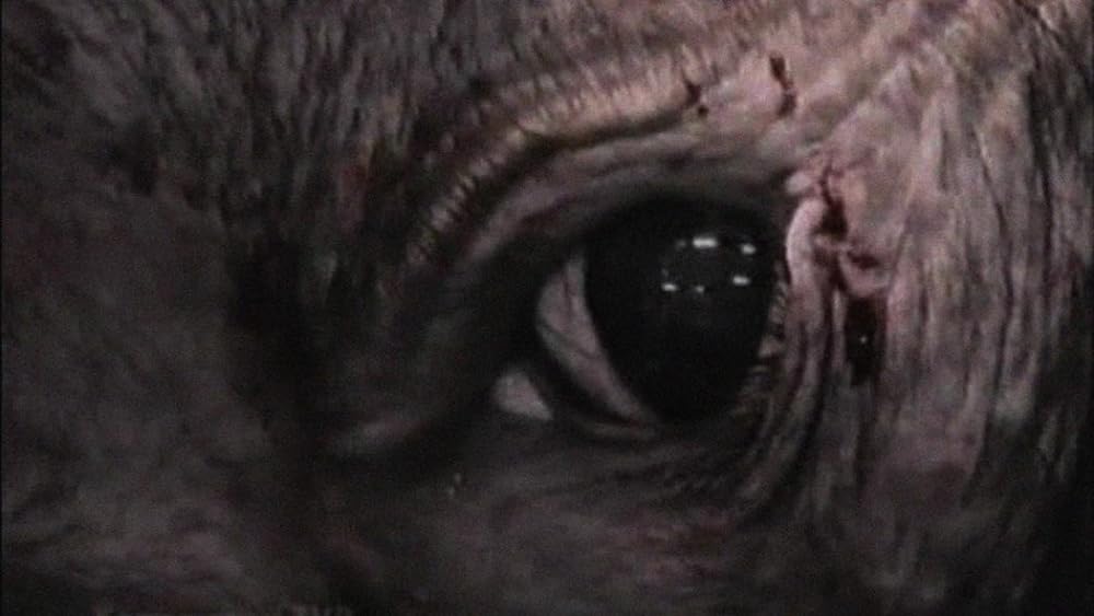 アースリングスの画像