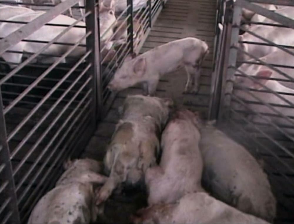 アースリングスの画像