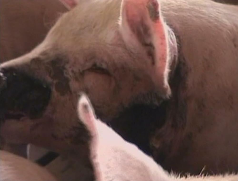 アースリングスの画像