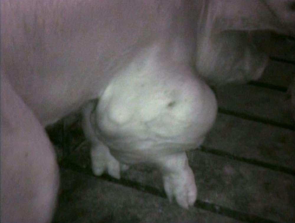 アースリングスの画像