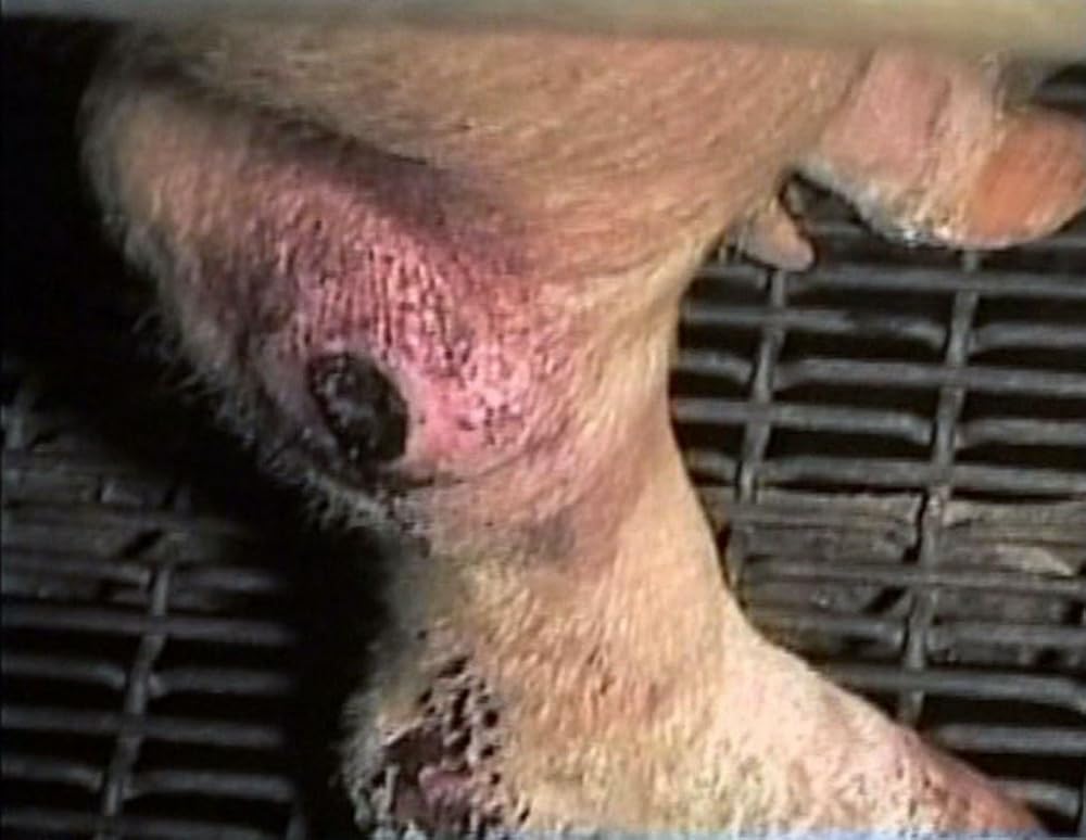 アースリングスの画像