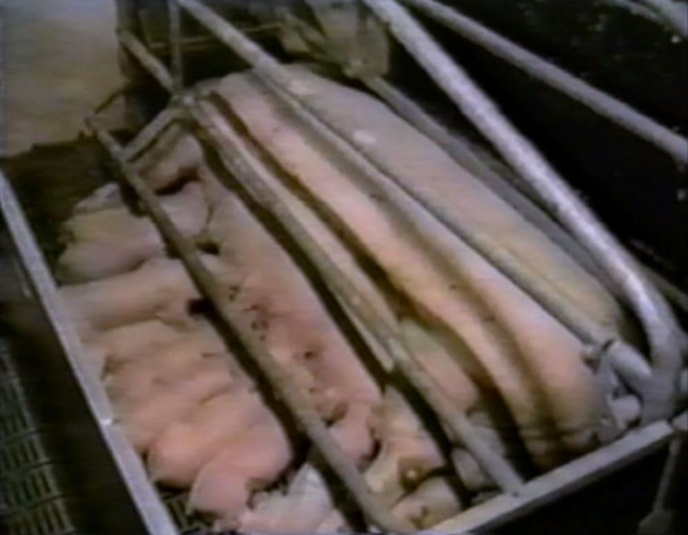 アースリングスの画像