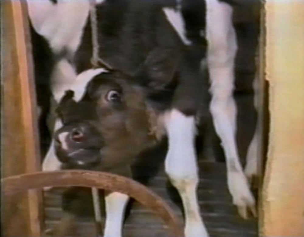 アースリングスの画像