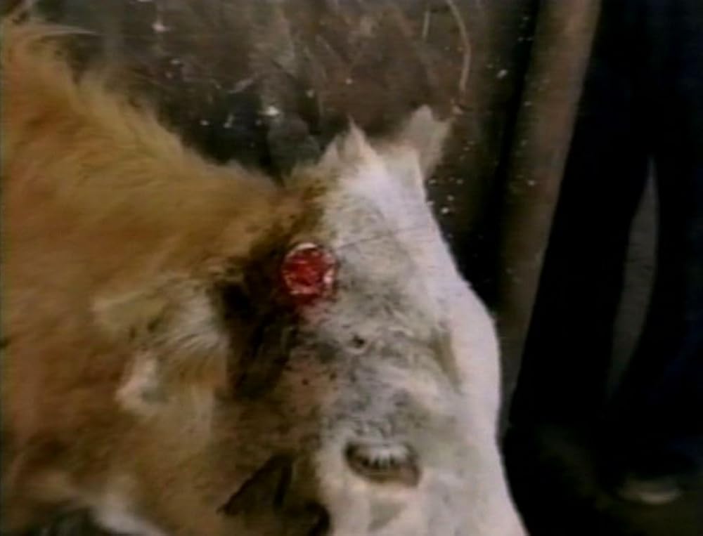 アースリングスの画像