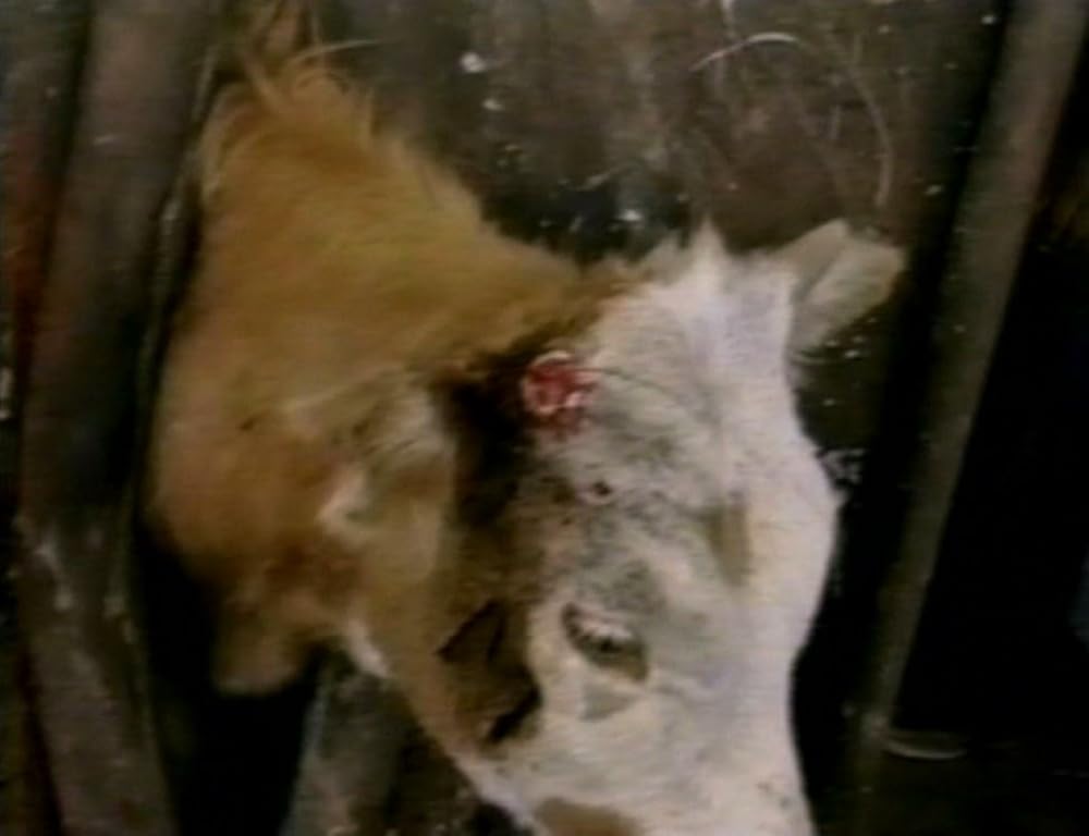 アースリングスの画像