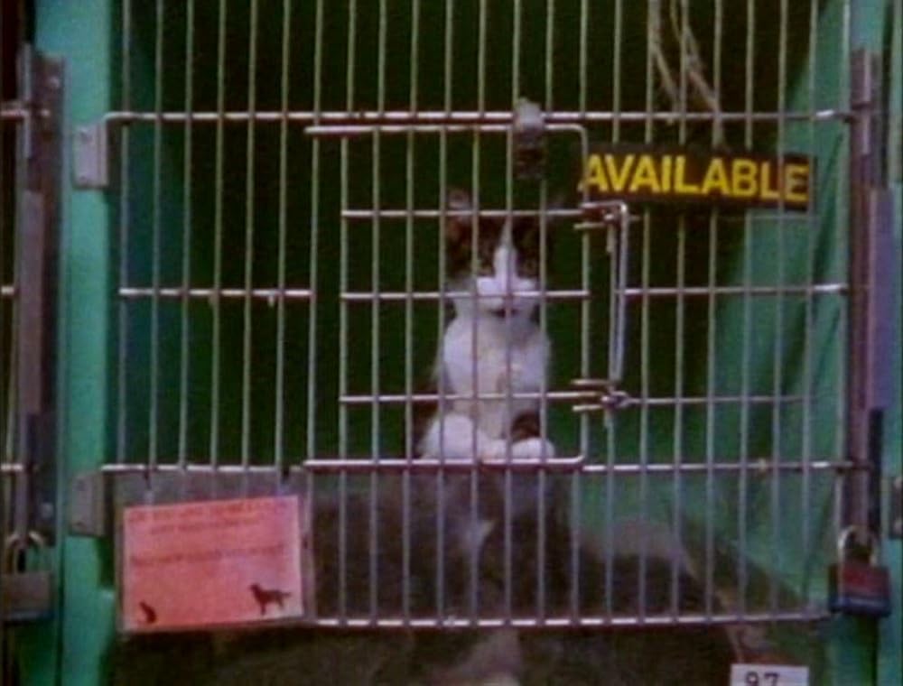 アースリングスの画像