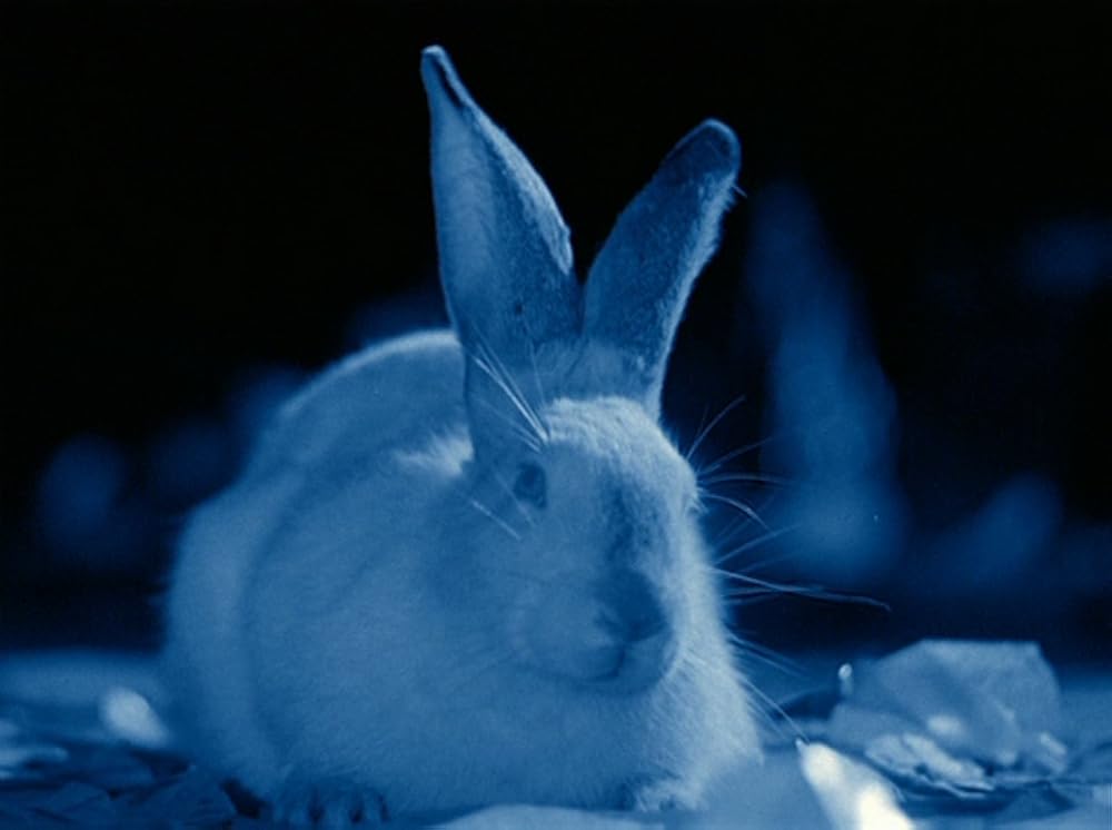 ラビッツ・ムーンの画像