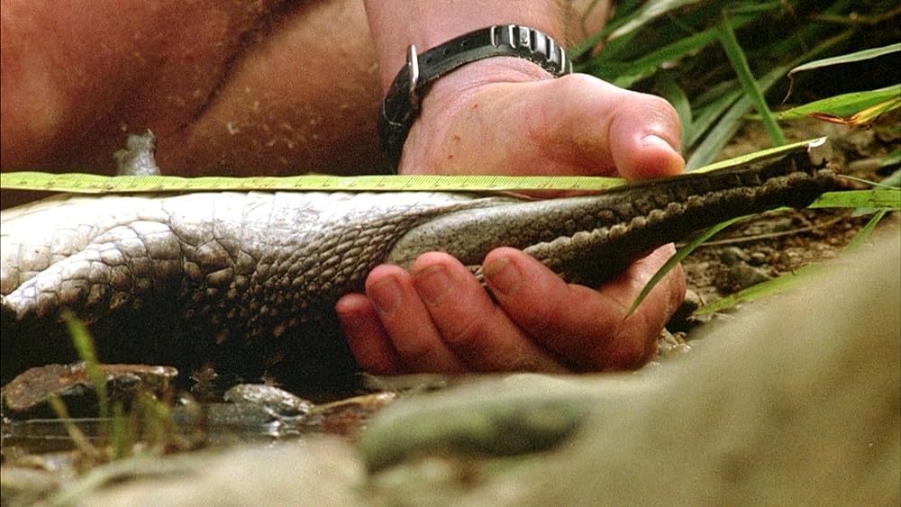 モンスター・クロコダイル／聖なる生贄の画像