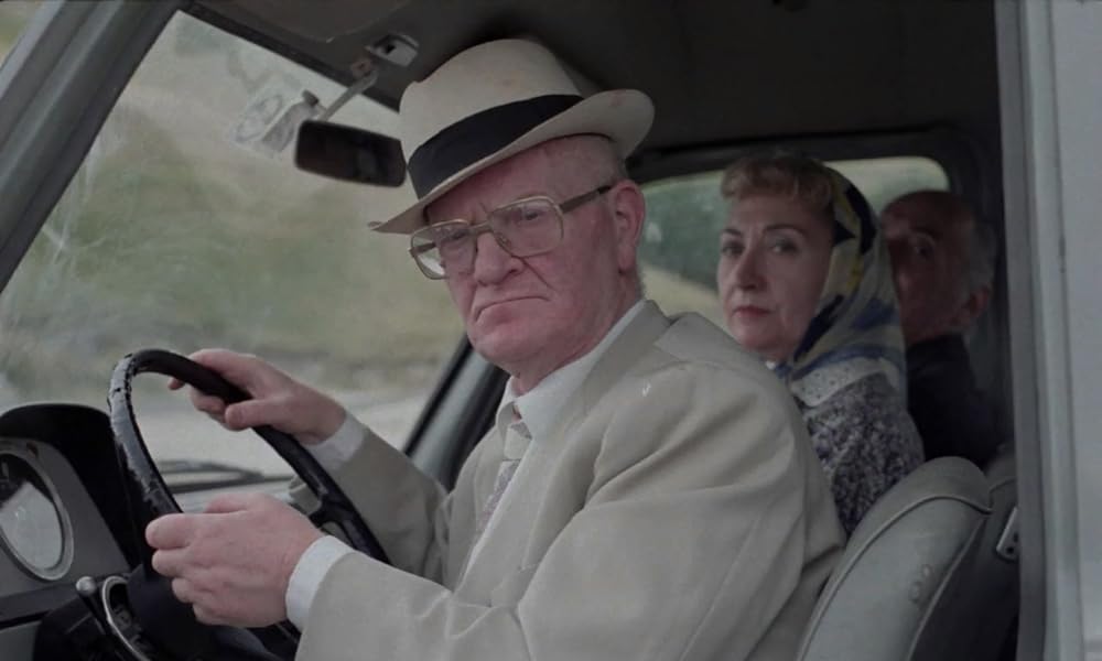 IL GATTO 猫の画像