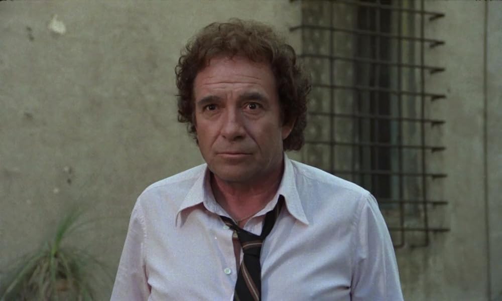 IL GATTO 猫の画像