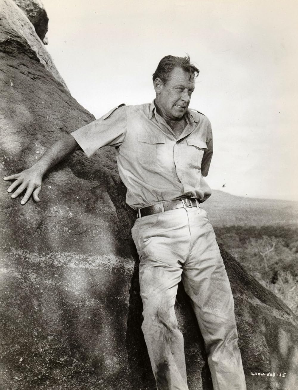 ライオンの画像