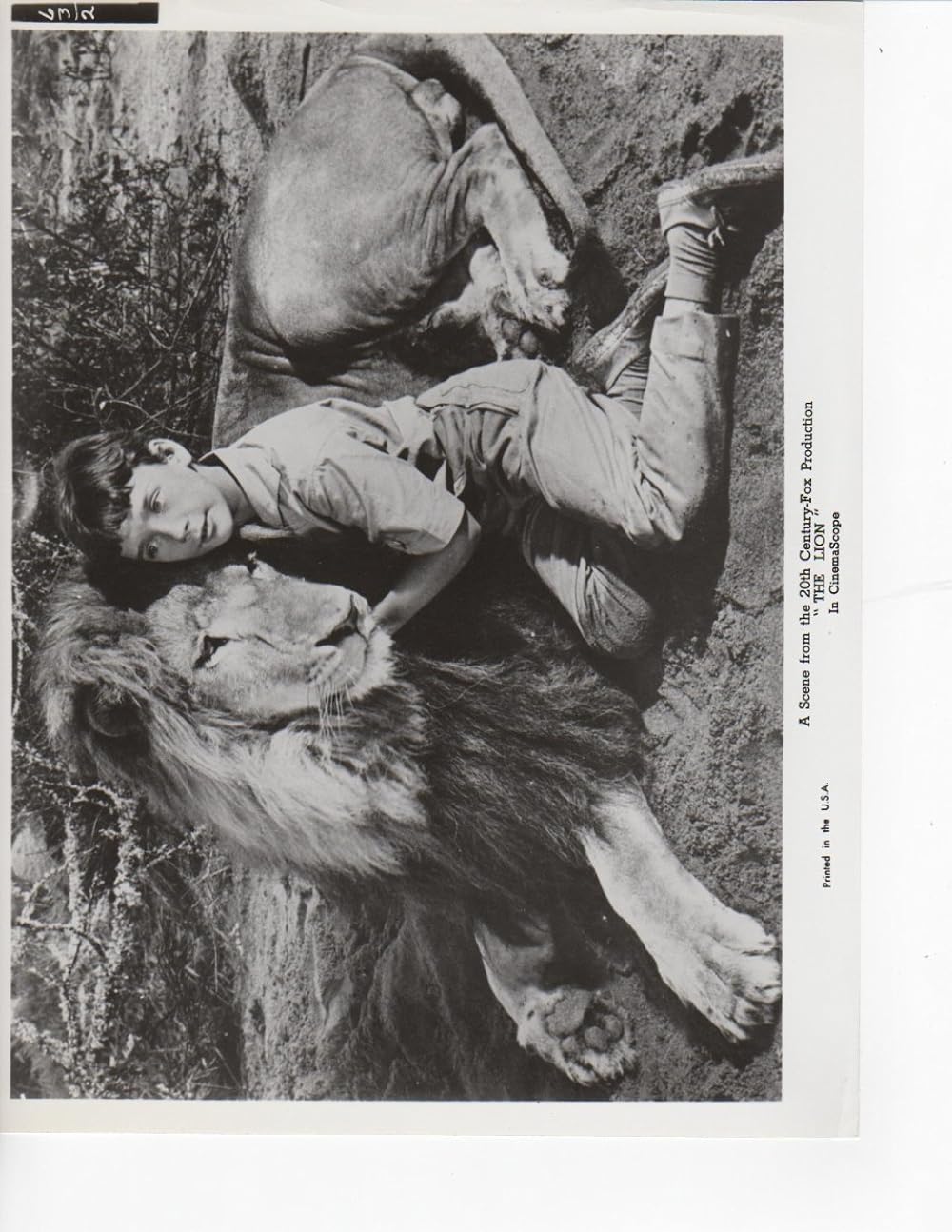 ライオンの画像