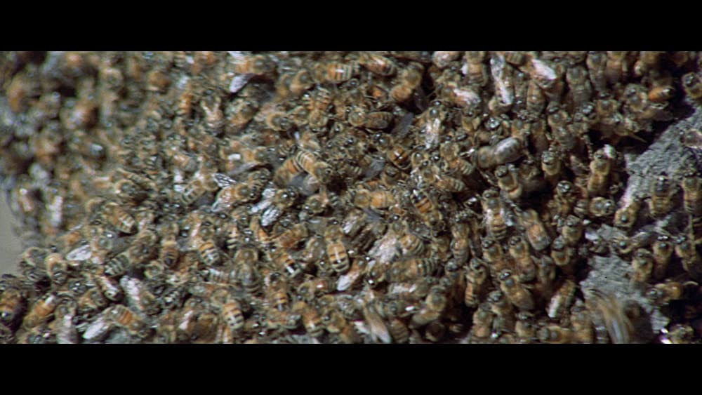 「スウォーム」の画像