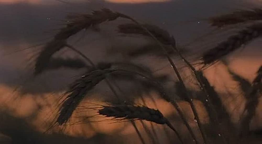 天国の日々の画像