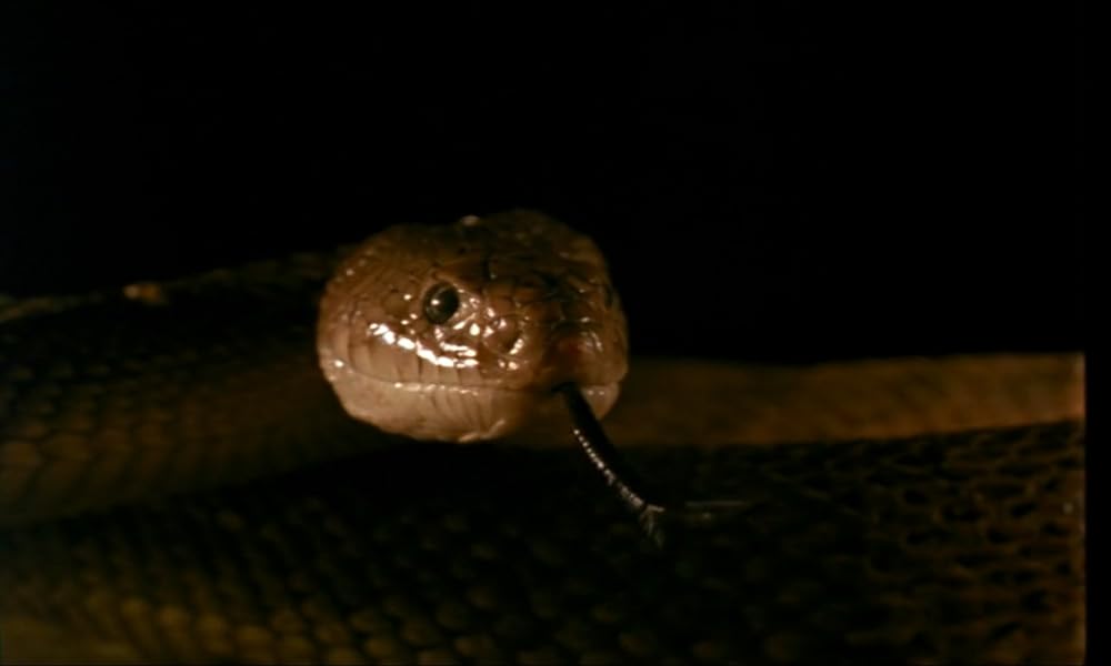 ミッドナイトチェイサーの画像