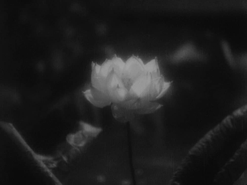 姿三四郎の画像