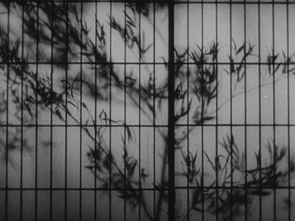 姿三四郎の画像