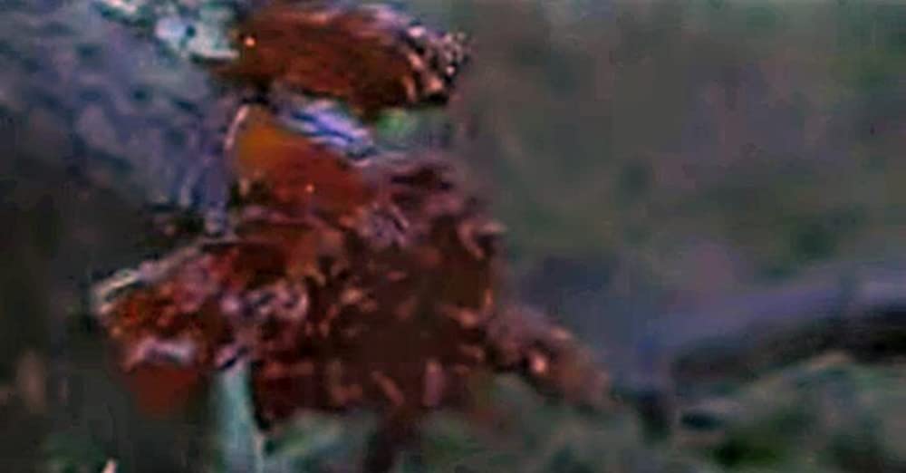 ドッグ・ソルジャーの画像