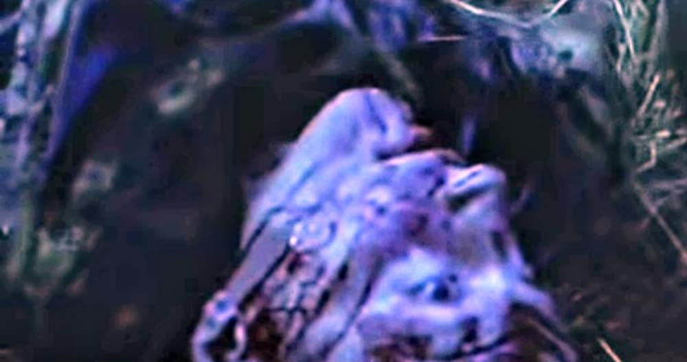 ドッグ・ソルジャーの画像