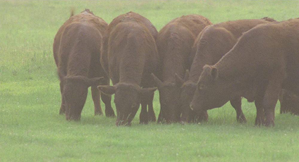 ザ・シャウト／さまよえる幻響の画像