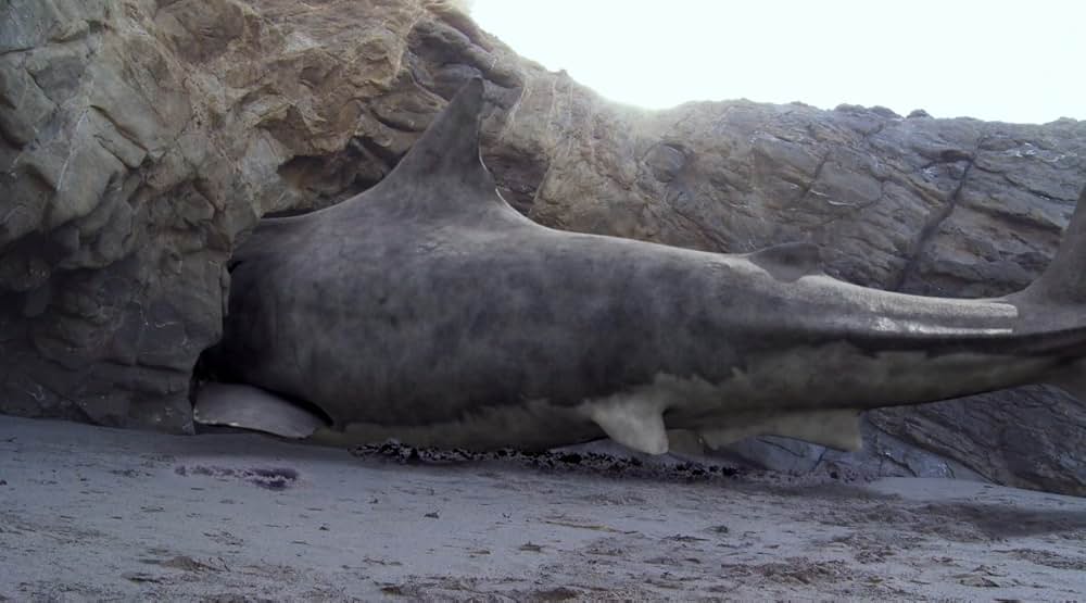 シャーク・アタック！！の画像