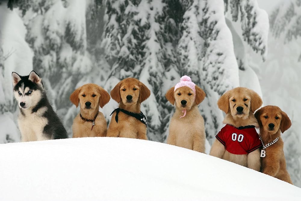 スノー・バディーズ 小さな５匹の大冒険の画像