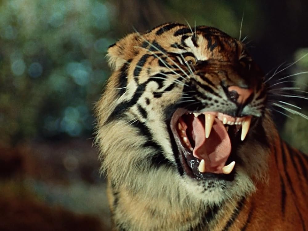 大いなる神秘／王城の掟の画像