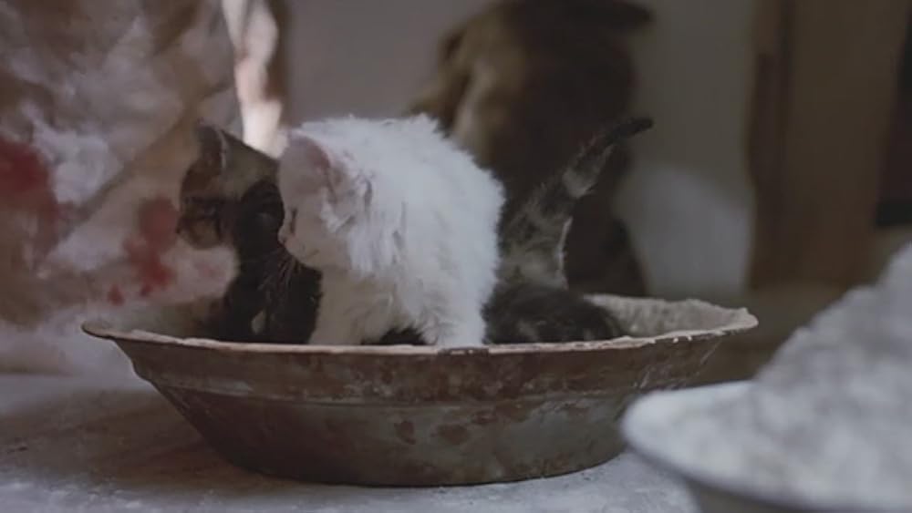 ヤング・アインシュタインの画像