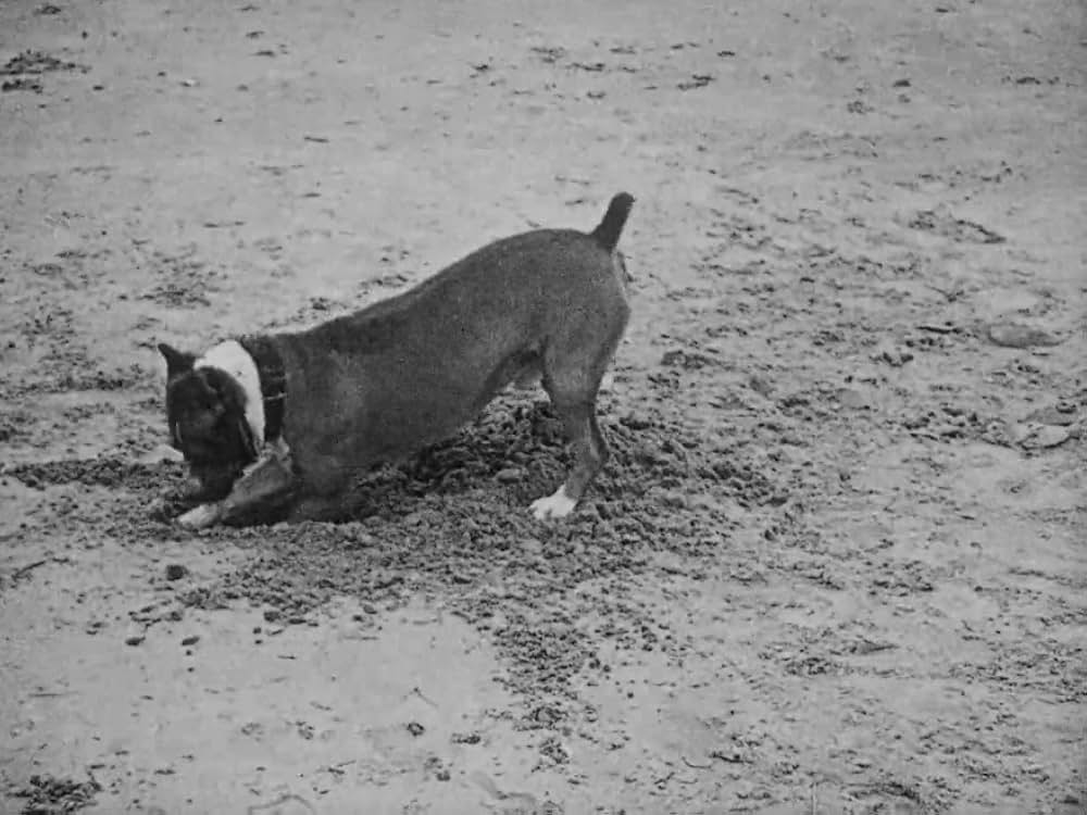 キートンのコニー・アイランド／デブ君の浜遊びの画像