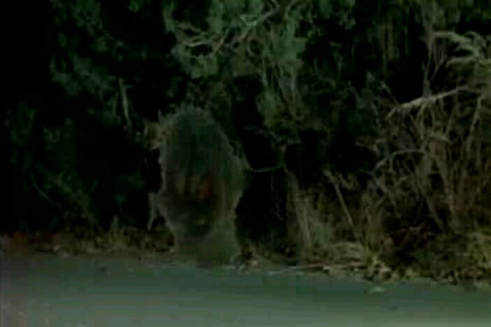 デビル・シードの画像