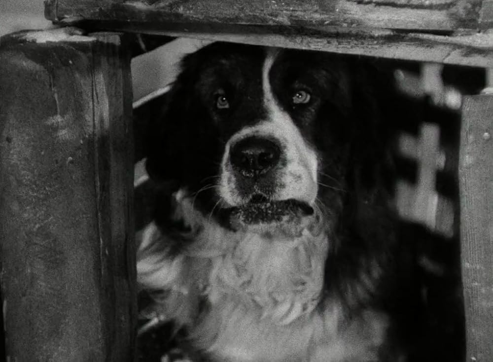 野性の叫びの画像