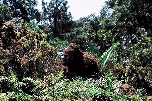 キングコング2の画像