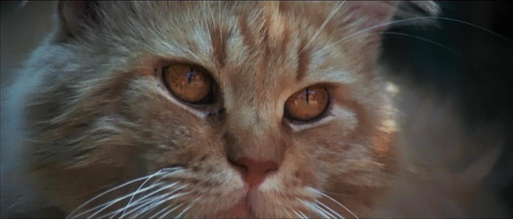 ジェーン・バーキン in ヴェルヴェットの森の画像