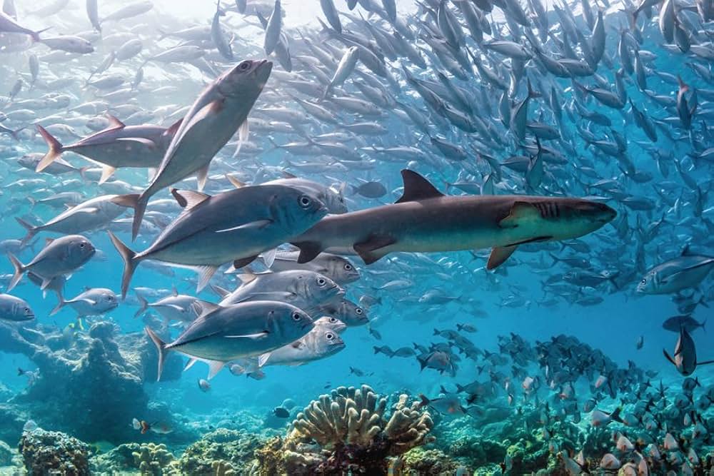 ディズニーネイチャー サンゴ礁のイルカたちの画像