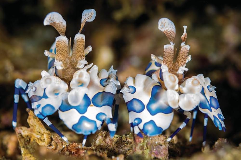 ディズニーネイチャー サンゴ礁のイルカたちの画像