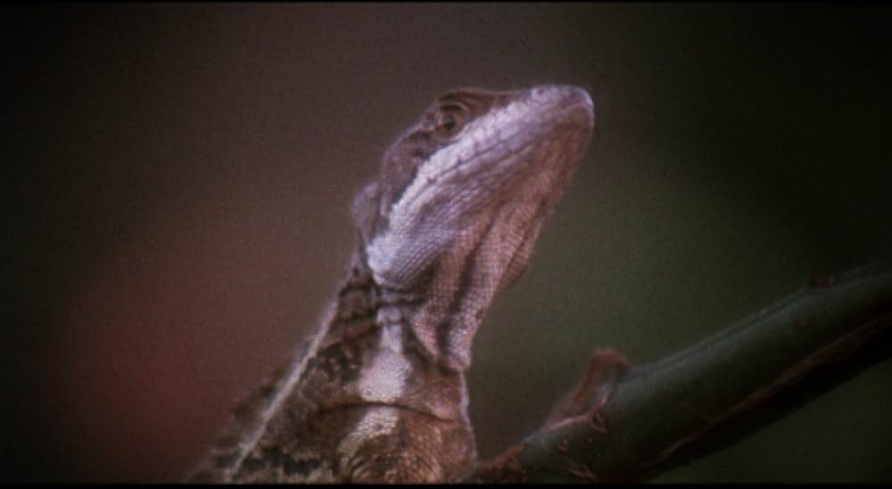 「イナゴの日」の画像