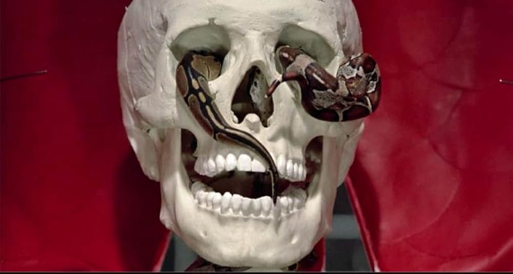 Tommy／トミーの画像