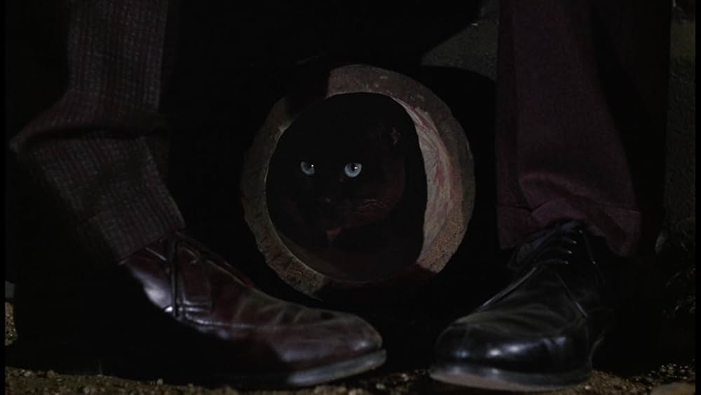 シャム猫FBI／ニャンタッチャブルの画像