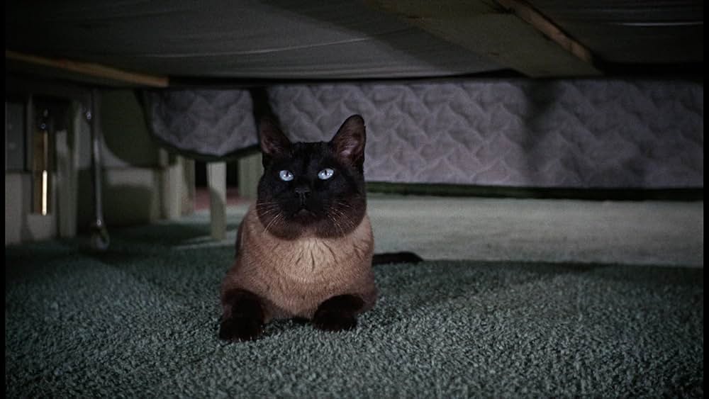 シャム猫FBI／ニャンタッチャブルの画像