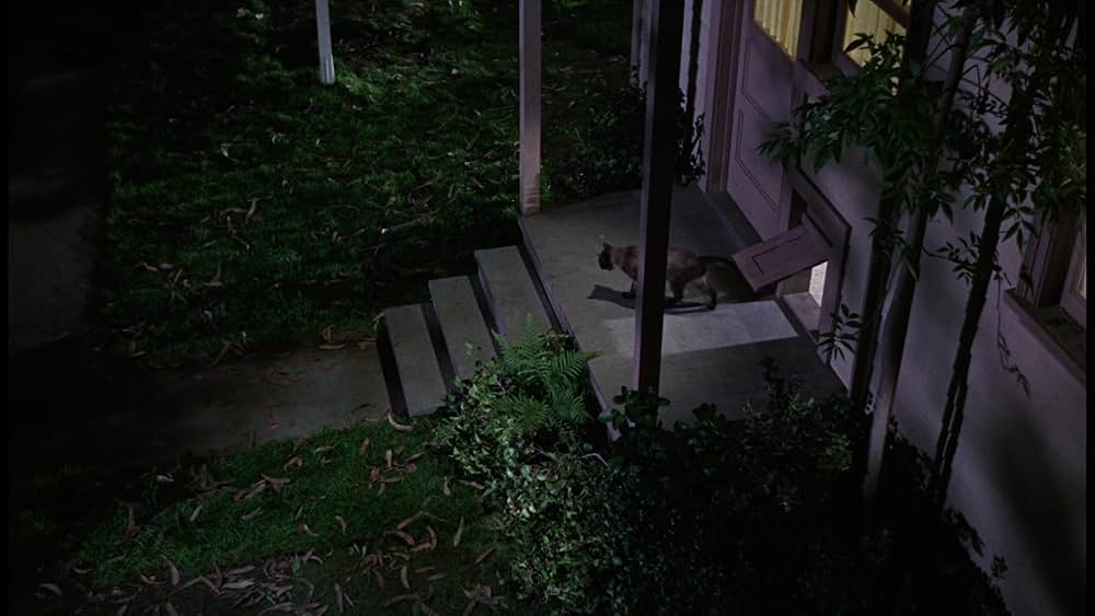 シャム猫FBI／ニャンタッチャブルの画像