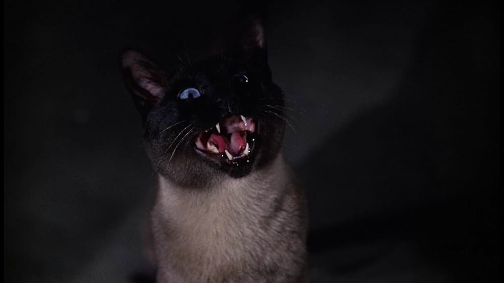 シャム猫FBI／ニャンタッチャブルの画像