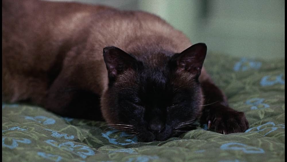 シャム猫FBI／ニャンタッチャブルの画像