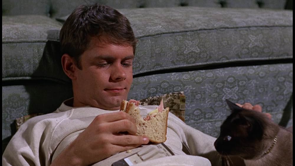 シャム猫FBI／ニャンタッチャブルの画像