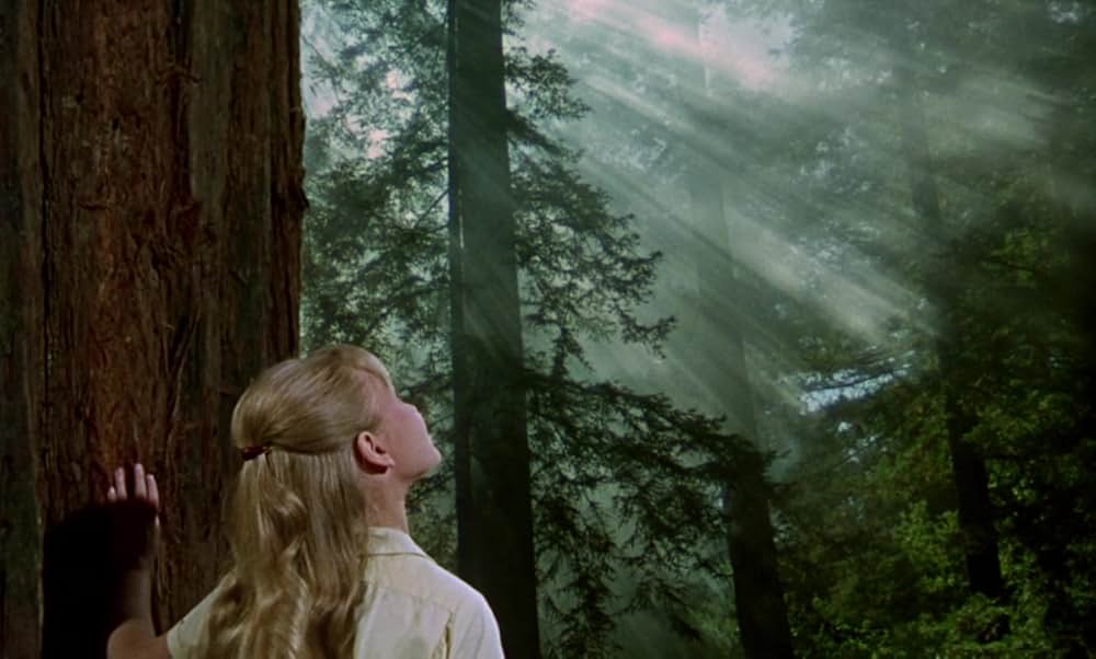 小びとの森の物語の画像