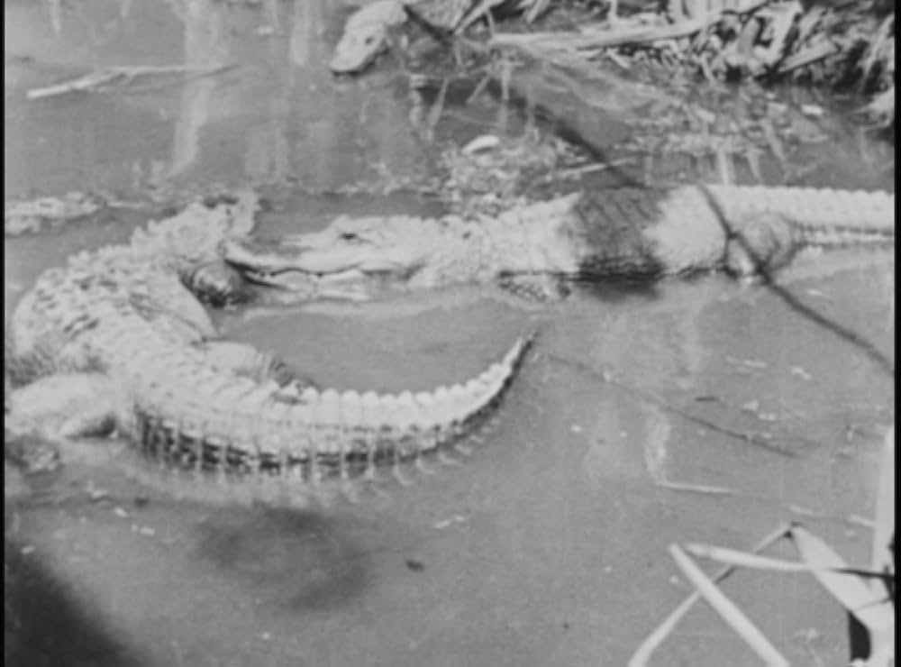 ターザンの画像