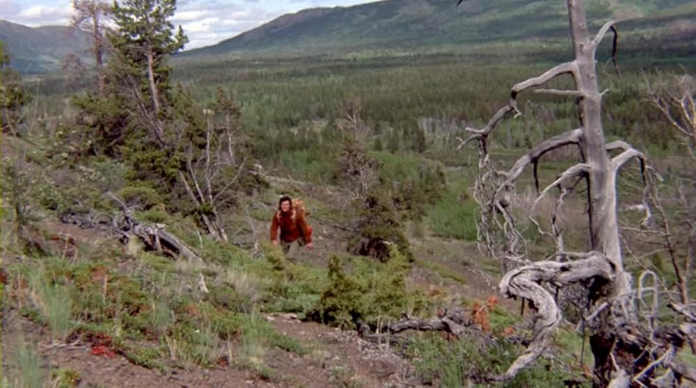 遥かなる子熊の森の画像