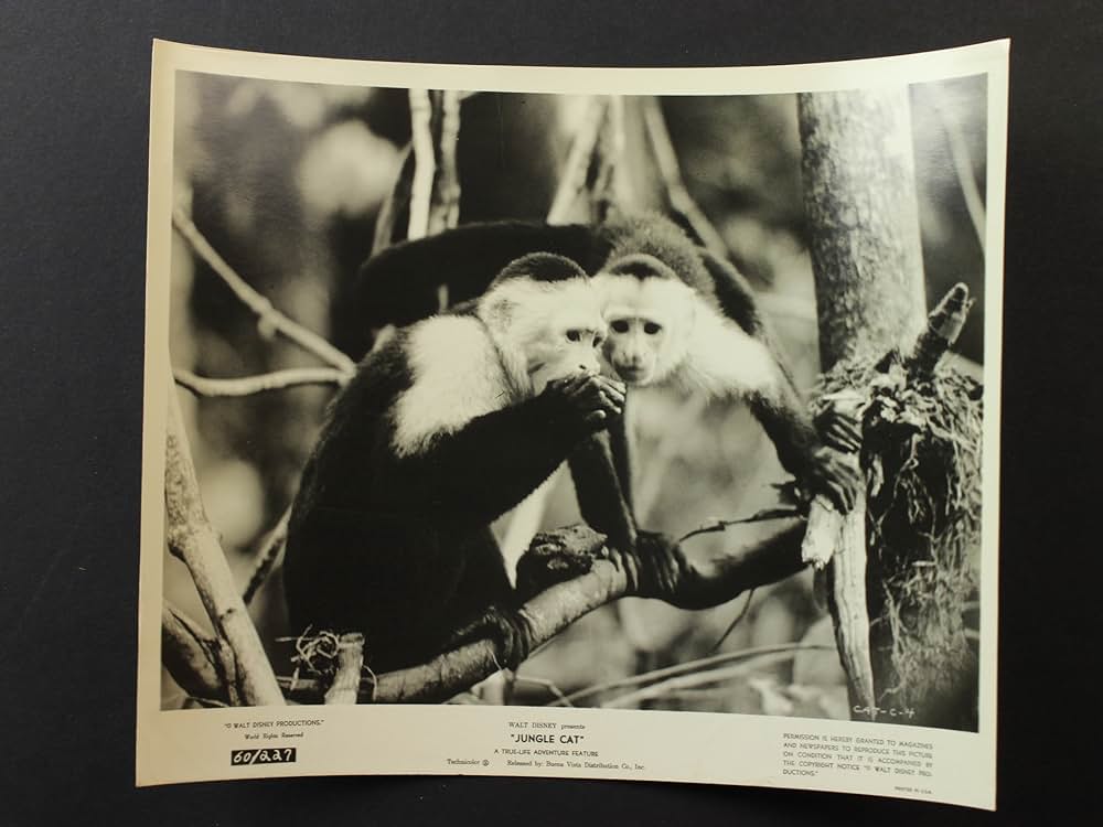 ジャングル・キャットの画像